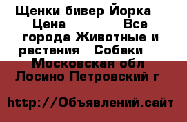 Щенки бивер Йорка  › Цена ­ 30 000 - Все города Животные и растения » Собаки   . Московская обл.,Лосино-Петровский г.